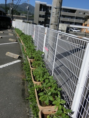 安東公民館の花壇の写真2