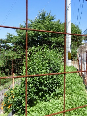 毘沙門台東1-5の道路の花壇の写真2