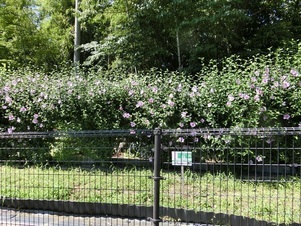 毘沙門台中バス停南側の花壇の写真1