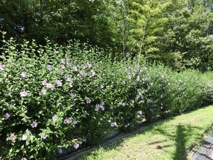 毘沙門台中バス停南側の花壇の写真2