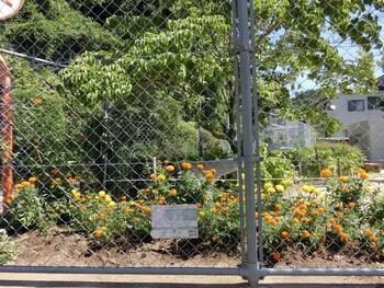 安東第一公園の花壇の写真1