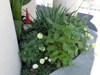 安東公民館の花壇の写真2
