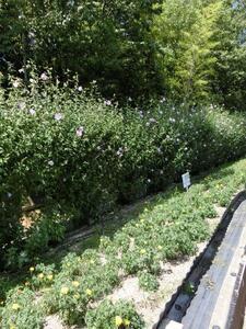 毘沙門台中バス停南側の花壇の写真1