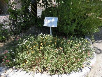 毘沙門台南第一公園の花壇の写真3