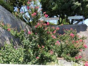 毘沙門台入口の花壇の写真1