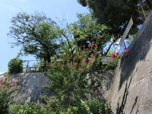 毘沙門台入口の花壇の写真2