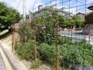 毘沙門台東1-5の道路の花壇の写真1