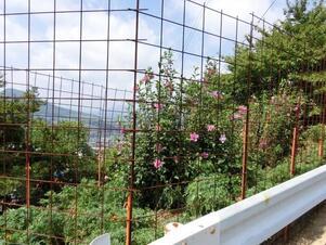 毘沙門台東1-5の道路の花壇の写真2