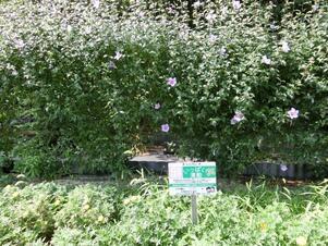 毘沙門台中バス停南側の花壇の写真1