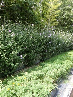 毘沙門台中バス停南側の花壇の写真2