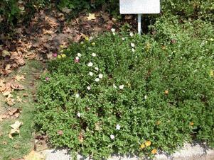 毘沙門台南第一公園の花壇の写真1