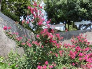 毘沙門台入口の花壇の写真1