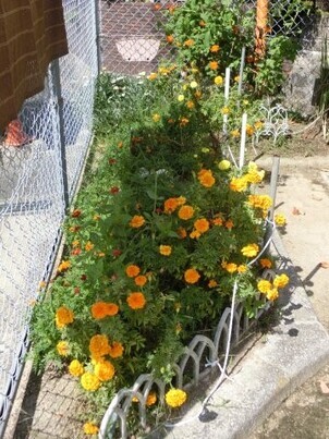 安東第一公園の花壇の写真1