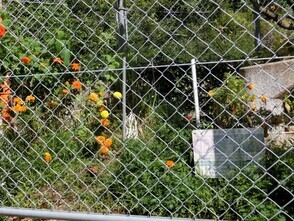 安東第一公園の花壇の写真2