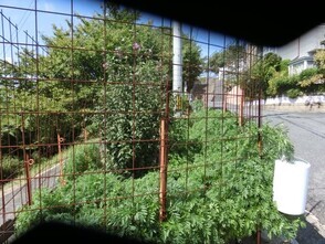 毘沙門台東1-5の道路の花壇の写真1