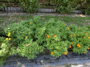 毘沙門台中バス停南側の花壇の写真2