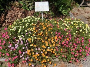 毘沙門台南第一公園の花壇の写真1