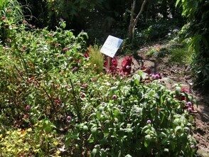 毘沙門台南第一公園の花壇の写真2