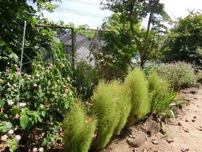 毘沙門台南第一公園の花壇の写真3