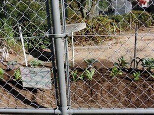 安東第一公園の花壇の写真1