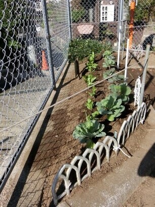 安東第一公園の花壇の写真2