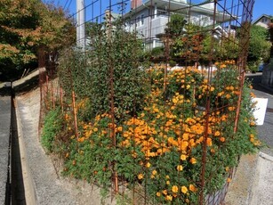 毘沙門台東1-5の道路の花壇の写真1