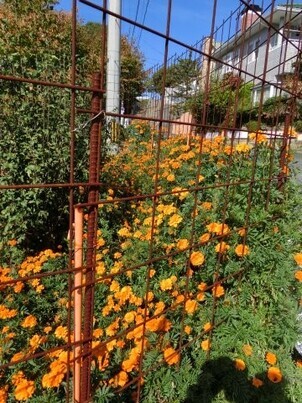 毘沙門台東1-5の道路の花壇の写真2