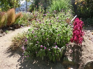 毘沙門台南第一公園の花壇の写真1