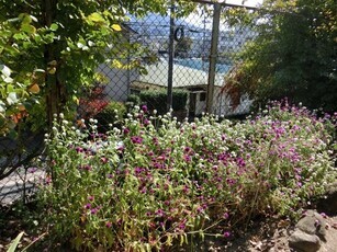 毘沙門台南第一公園の花壇の写真2