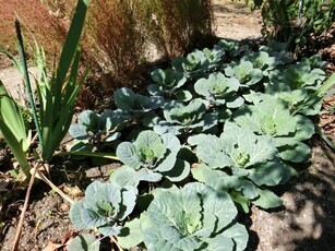 毘沙門台南第一公園の花壇の写真3