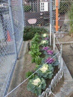 安東第一公園の花壇の写真2