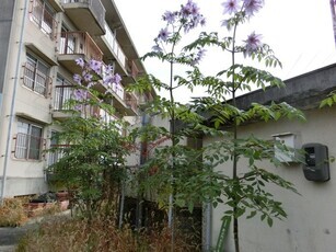 ふれあいセンター絆の花壇の写真2