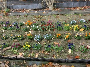 毘沙門台中バス停南側の花壇の写真1