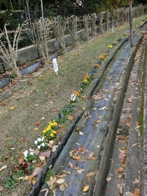 毘沙門台中バス停南側の花壇の写真2