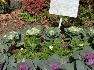 毘沙門台南第一公園の花壇の写真1
