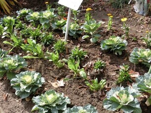 毘沙門台南第一公園の花壇の写真2