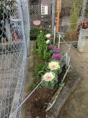 安東第一公園の花壇の写真2