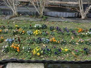毘沙門台中バス停南側の花壇の写真1
