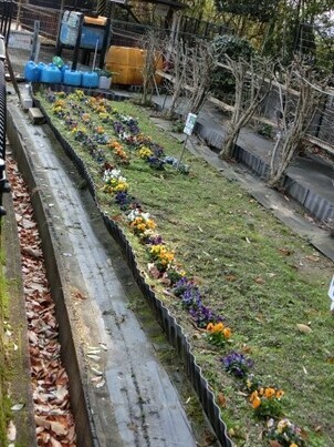 毘沙門台中バス停南側の花壇の写真2