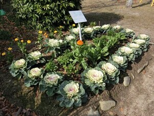 毘沙門台南第一公園の花壇の写真1