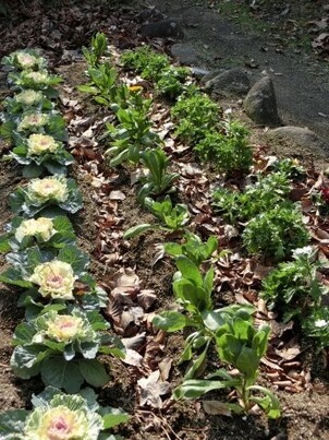 毘沙門台南第一公園の花壇の写真2