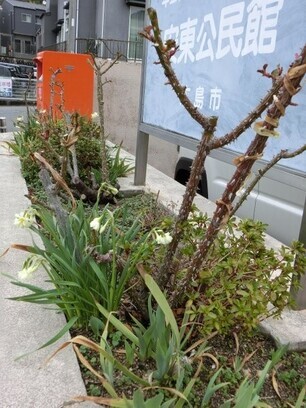 安東公民館の花壇写真1