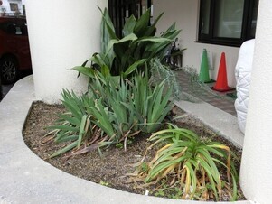 安東公民館の花壇の写真2