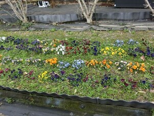 毘沙門台中バス停南側の花壇の写真1