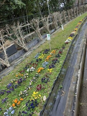 毘沙門台中バス停南側の花壇の写真2