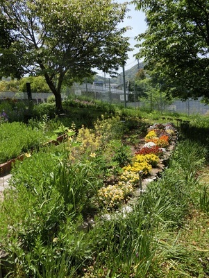 相田第七公園の花壇の写真1