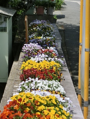 ふじが丘集会所の花壇の写真3
