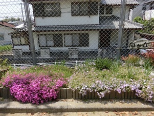 向が丘公園の花壇の写真1