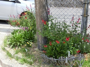 向が丘公園の花壇の写真2