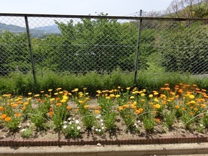 緑ヶ丘北第一公園のプランターの写真